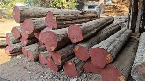 Indian Teak Wood Round Logs At Rs 2800cubic Feet Wood Logs In Jabalpur Id 2850585291291