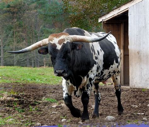 Hd Wallpaper Long Horn Longhorn Bull Cattle Bulls Bovine Animal