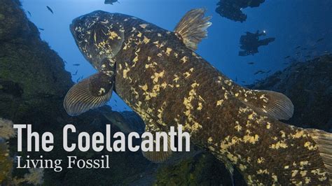 Coelacanths Living Fossils Of The Sea Youtube