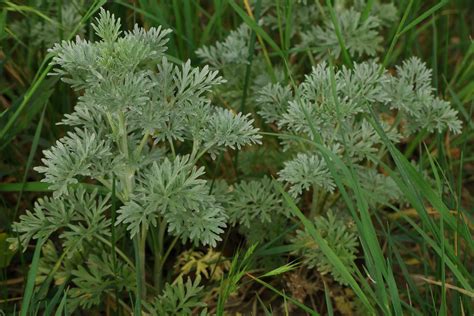 Wormwood Absinth Artemisia Absinthium