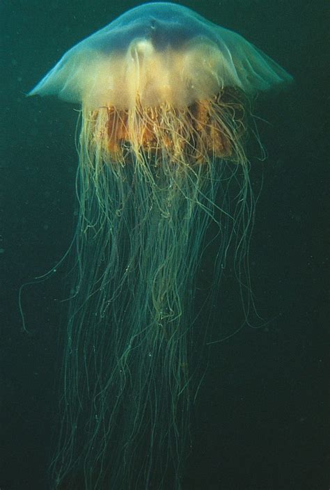 Lions Mane Jellyfish Facts Pictures Information And Video