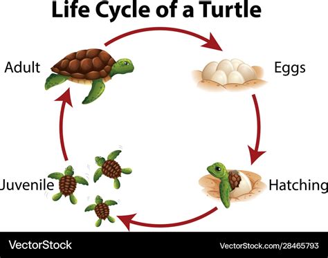 Sea Turtle Life Cycle Diagram Stock Vector Illustration Of Lifecycle