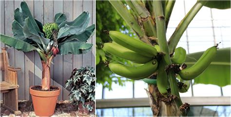 How Long Does It Take For A Dwarf Banana Tree To Produce Fruit