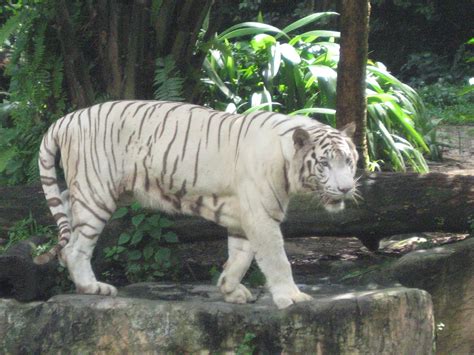Filewhite Tigers Singapore Zoo 2 Wikipedia
