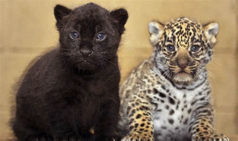 Spot The Difference Two Rare Jaguar Cubs Born At Kent Safari Park