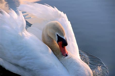 Swan Mute Cygnus Olor · Free Photo On Pixabay