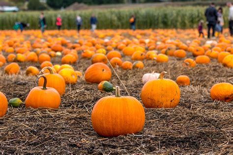 Waves picking > batch picking > cluster picking. The Best Places to Go Pumpkin Picking Near Boston