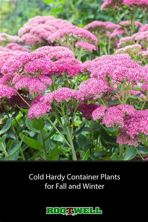 Cold Hardy Container Plants For Fall And Winter Fall Plants Winter
