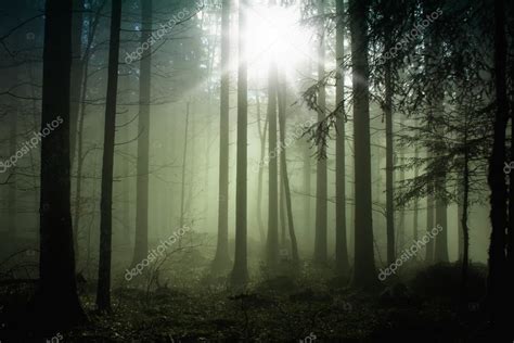 Foggy Forest With Sun Light — Stock Photo © Robsonphoto 77256756
