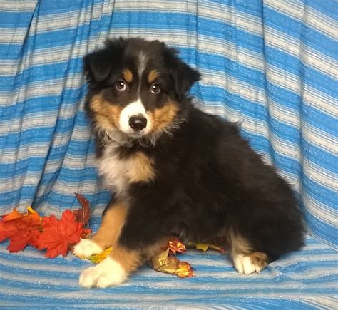 Purebred Australian Shepherd Puppy For Sale Berlin Ohio Male Buster