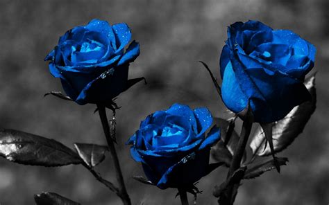 48 Blue Rose Wallpaper Hd On Wallpapersafari