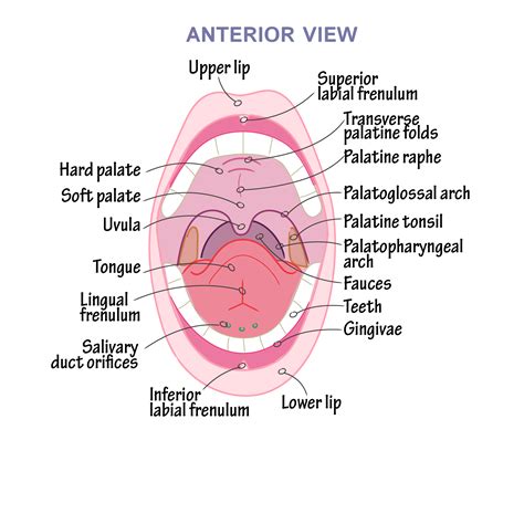 Oral Cavity Anatomy Diagram