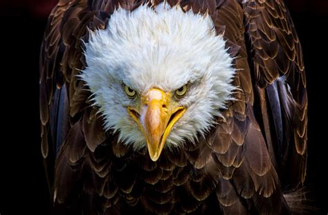 For all the latest styles for men, women, and kids at discounted prices, be sure to use american eagle coupons. Angry North American Bald Eagle Stock Photo - Download ...