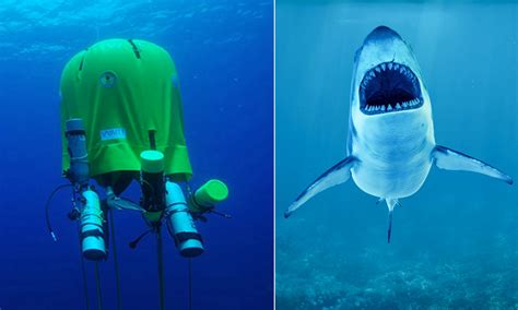 Cette Tente Sous Marine Permet D Observer Les Requins Sans Se Faire Bouffer D Tours