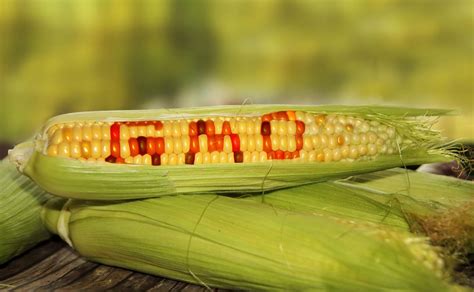 Gmos It All Comes Down To Science Independent Review