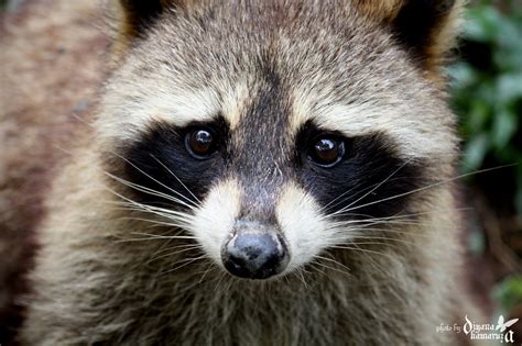 Nature Raccoon Raccoon Afamosa Animal World Safari J Flickr