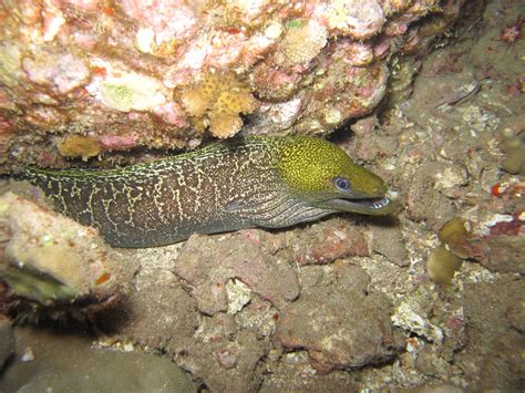 Daily Underwater Photo Undulated Moray Eel Gymnothorax Undulatus