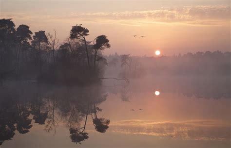 Nature Landscape Sunrise Mist Trees Lake Birds Flying Dark Blue Morning