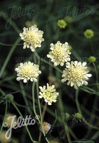 Jelitto Perennial Seed Scabiosa Ochroleuca Portions Perennials