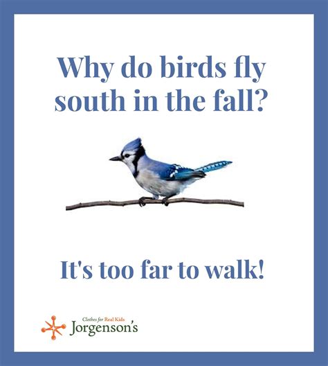 Birds Fly South Classic Joke That Kids Still Love Silly Jokes Jokes