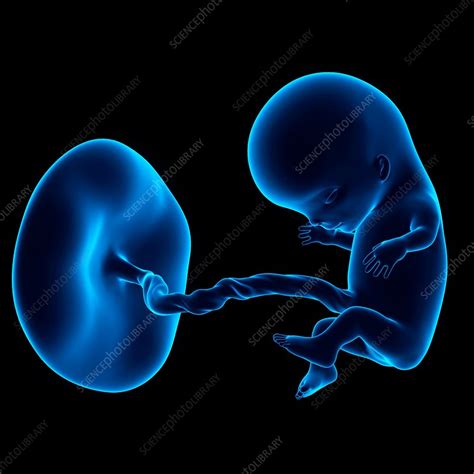 Human Fetus Age 11 Weeks Stock Image F0156720 Science Photo Library