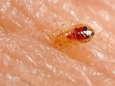 What Do Bed Bugs Look Like How To Identify Them With Pictures Images