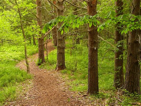 Wooded Path Free Photo Download Freeimages