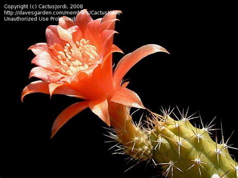 Plantfiles Pictures Echinocereus Species Hanging Cactus Pitayita