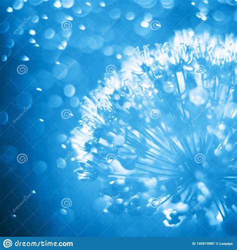 Abstract Blue Nature Floral Close Up Aliumg Flower Head With Dandelion