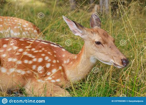 Close Up Portrait Of A Sika Deer Lying In The Grass The Animal Is