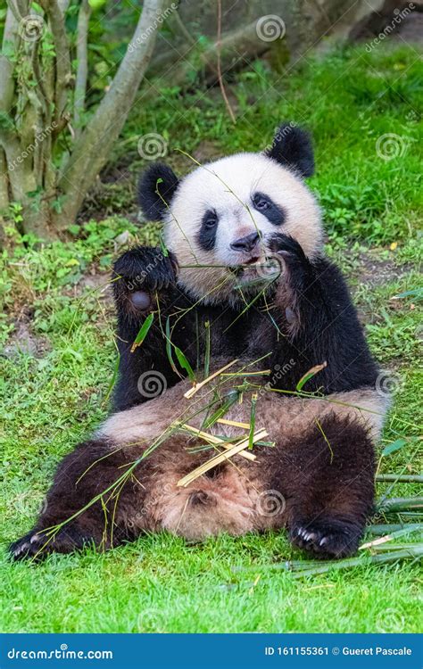 Giant Panda Bear Panda Stock Image Image Of Conservation 161155361