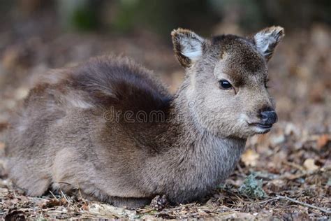 Sika Deer Cervus Nippon Stock Image Image Of Adorable 149743865