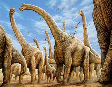 A Mesozoic Field Guide The Sauropods