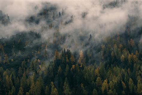 Tree Forest Fog And Pine 4k Hd Wallpaper