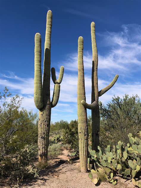 Things To Do At Saguaro National Park In Tucson Arizona