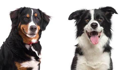All About The Bordernese The Border Collie Bernese Mountain Mix