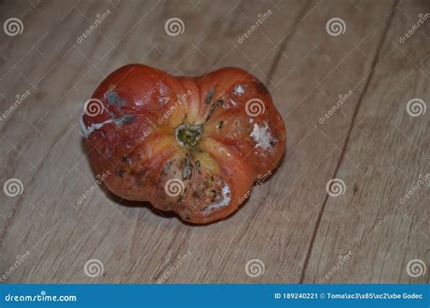 Tomate Podrido Imagen De Archivo Imagen De Defectuoso 189240221