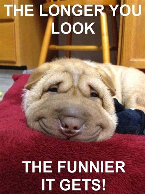 Lol Pictures Of Funny Dogs Lol Picture Collection