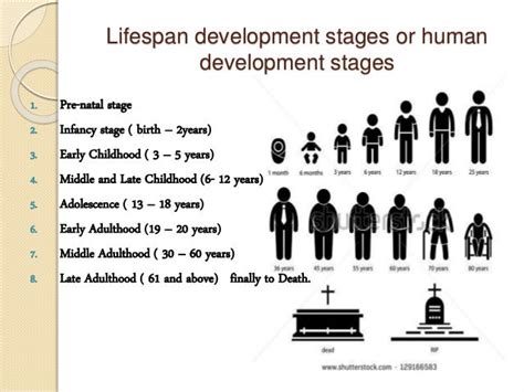 The Various Stages Of Development In Humans
