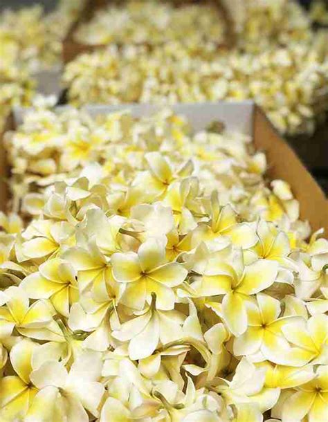 Fresh Plumeria Leis Delivered Nationwide Hawaii Flower Lei