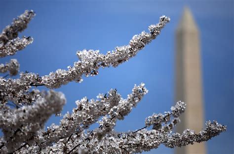 2019 Cherry Blossoms Heres When To Expect Peak Bloom In Dc