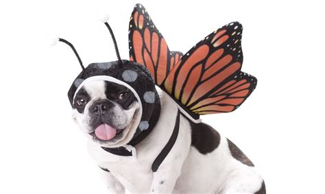 19 Cute And Funny Halloween Costumes For Pets Animals Zone