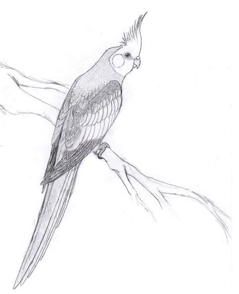 If you want to draw cockatiel bird, follow our tutorial step by step for the perfect picture. Cockatiel by dorini on DeviantArt