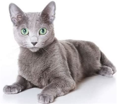 After world war ii, this breed was further developed in russia and scandinavia. Images and Places, Pictures and Info: russian blue cat ...