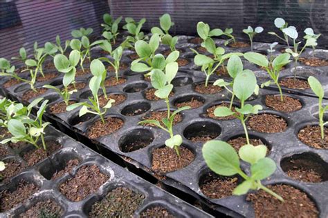 Cara menanam bunga mawar di kebun. Cara Berkebun Organik Di Halaman Rumah - Sekitar Rumah
