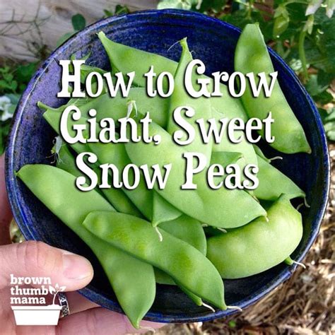 How To Plant And Grow Snow Peas Brown Thumb Mama