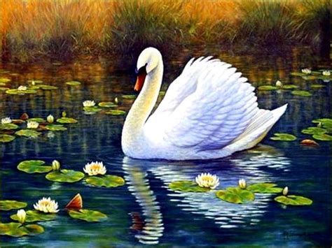 Cygnes En Peinture Et Illustrations Balades Comtoises Swan Painting