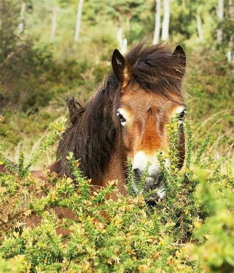 Rare Exmoor pony | Miniature horse, Horses, Pony