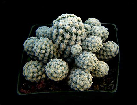 Tiny Barrels A Potted Cactus Mgdeabq Flickr