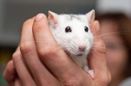 While spotting a rat in the garden can be an. Caring for a Pet Rat | ThriftyFun